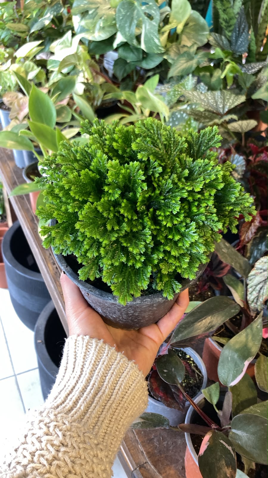 Selaginella