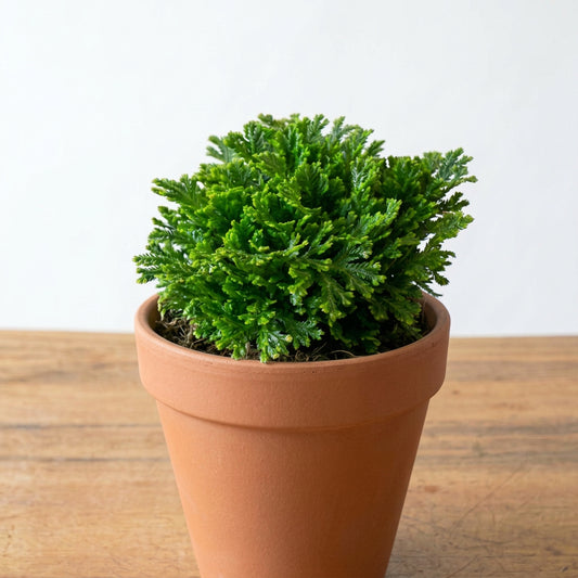 Selaginella