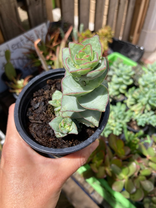 Crassula Perforata