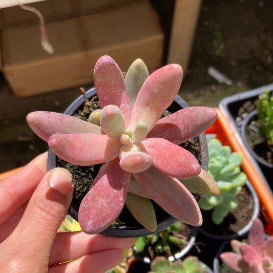 Pachysedum Ganzhou