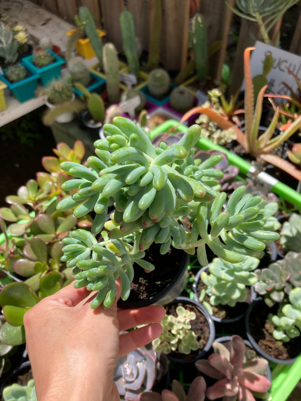 Sedum Pachyphyllum (Dedito de Dios)