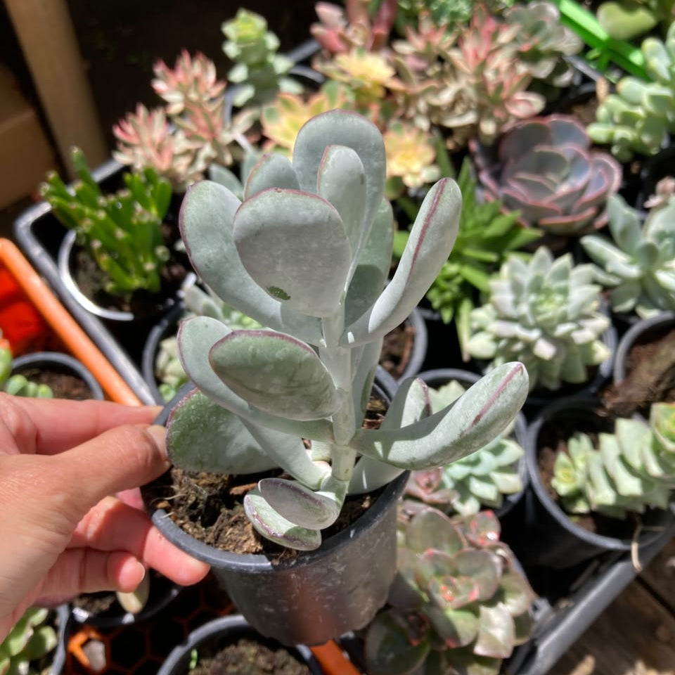 Cotyledon Orbiculata