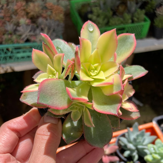 Aeonium Kiwi