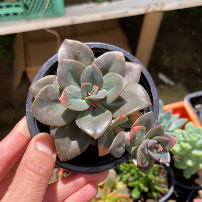 Echeveria Chroma