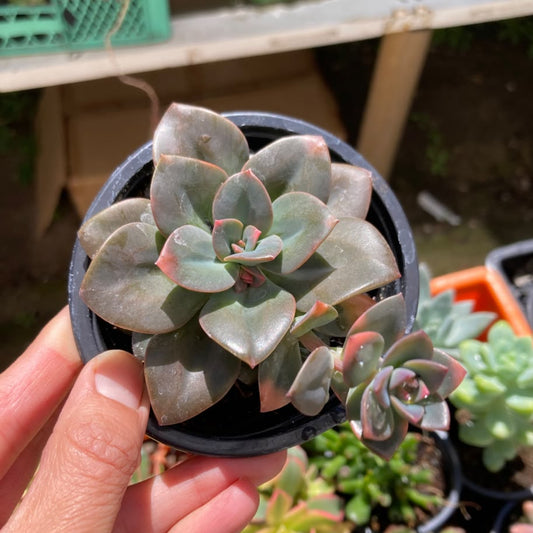 Echeveria Chroma