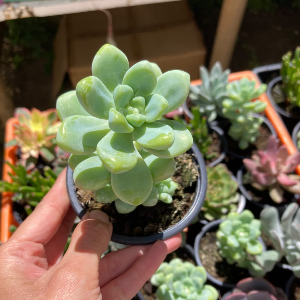 Sedum Treleasei