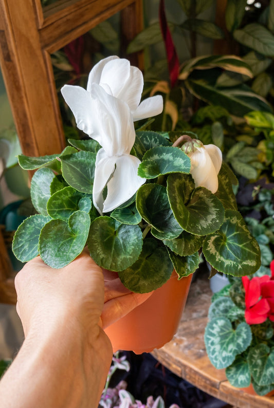 Cyclamen (Violeta Persa)