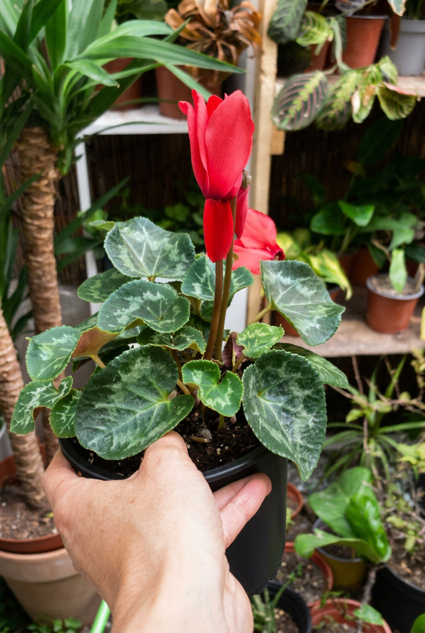Cyclamen (Violeta Persa)