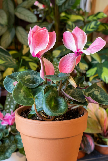 Cyclamen (Violeta Persa)