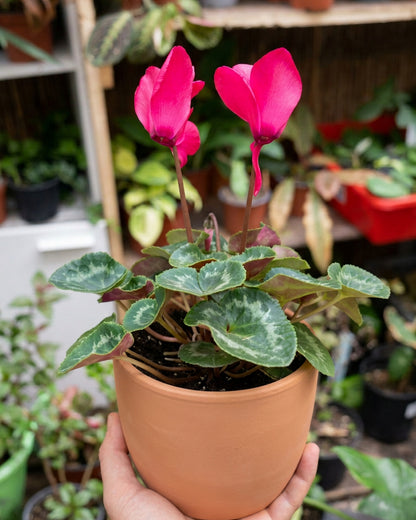 Cyclamen (Violeta Persa)