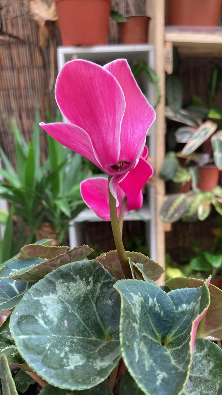 Cyclamen (Violeta Persa)