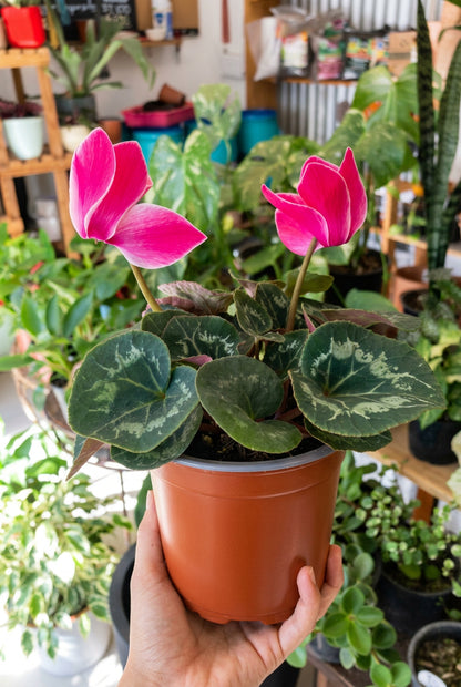 Cyclamen (Violeta Persa)