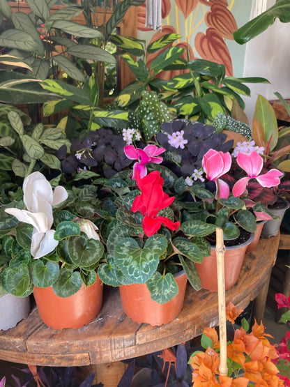 Cyclamen (Violeta Persa)