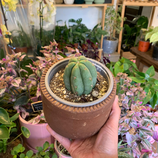 Cactus San Pedro + Macetero Pomaire