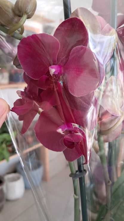 Orquidea Phalaenopsis