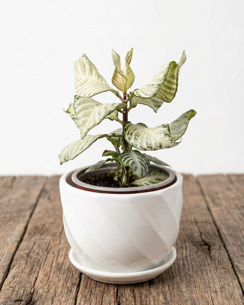 Aphelandra White Wash