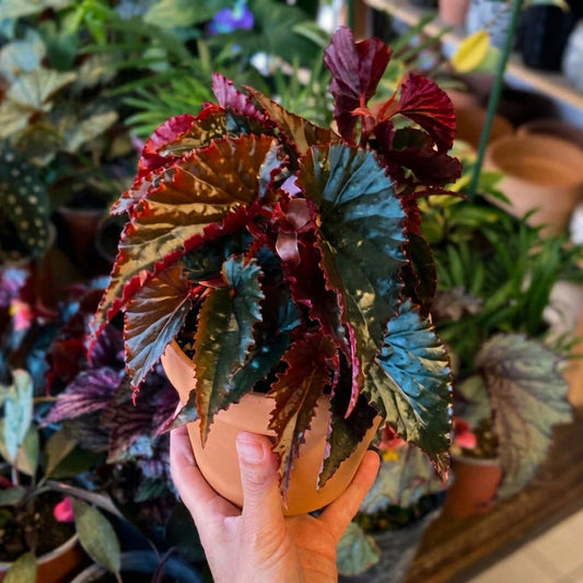 Begonia Black Magic