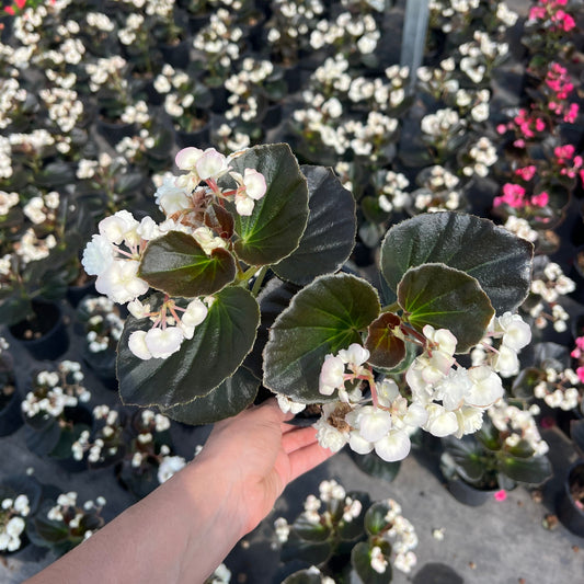 Begonia Doublet