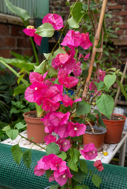 Buganvillea