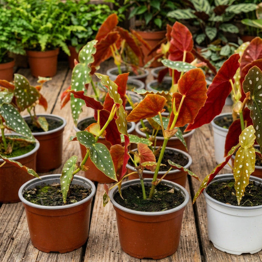Begonia Maculata
