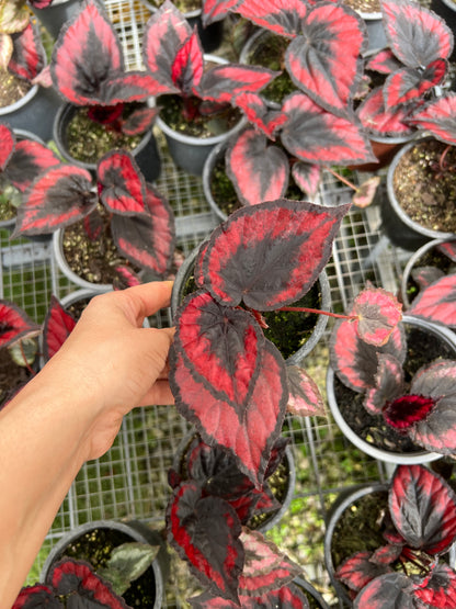 Begonia Rex -  Red Kiss