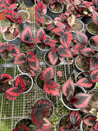 Begonia Rex -  Red Kiss
