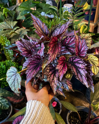 Begonia Rex - Mix