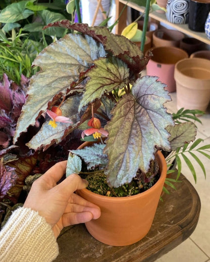 Begonia Rex - Mix