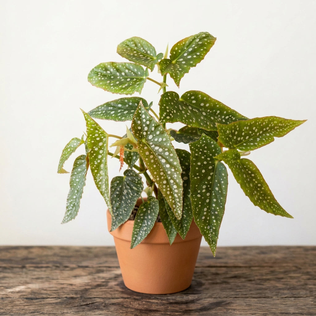 Begonia White Ice