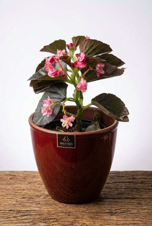 Begonia Doublet