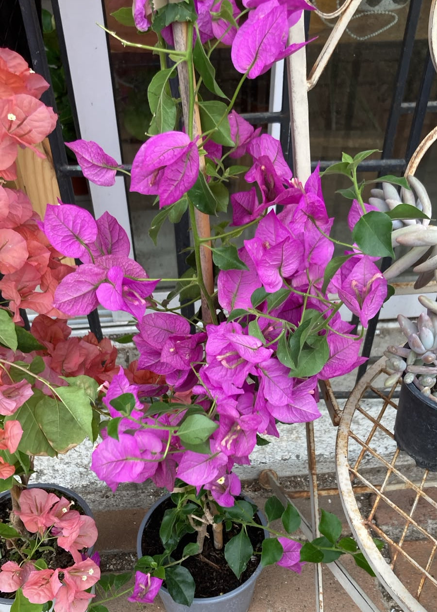 Buganvillea