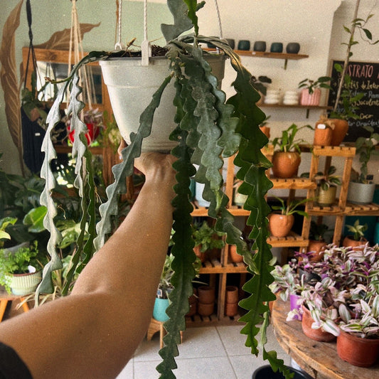 Cactus Selenicereus (Cactus Zig Zag)