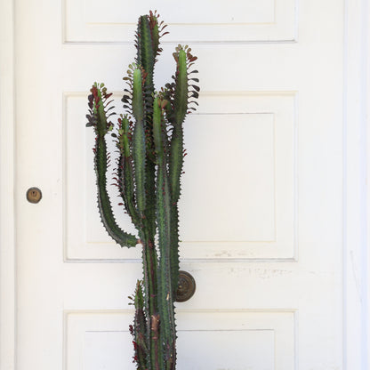 Cactus Euphorbia Trigona