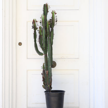 Cactus Euphorbia Trigona