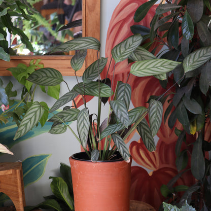 Calathea Ctenanthe Setosa