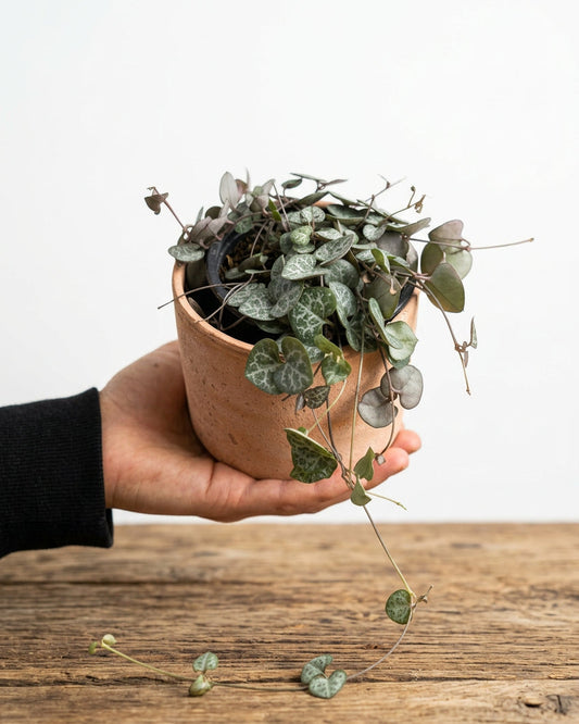 Ceropegia Woodi
