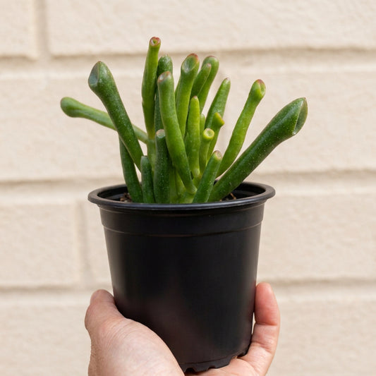 Crassulaa Ovata Golum (Oreja de Shrek)