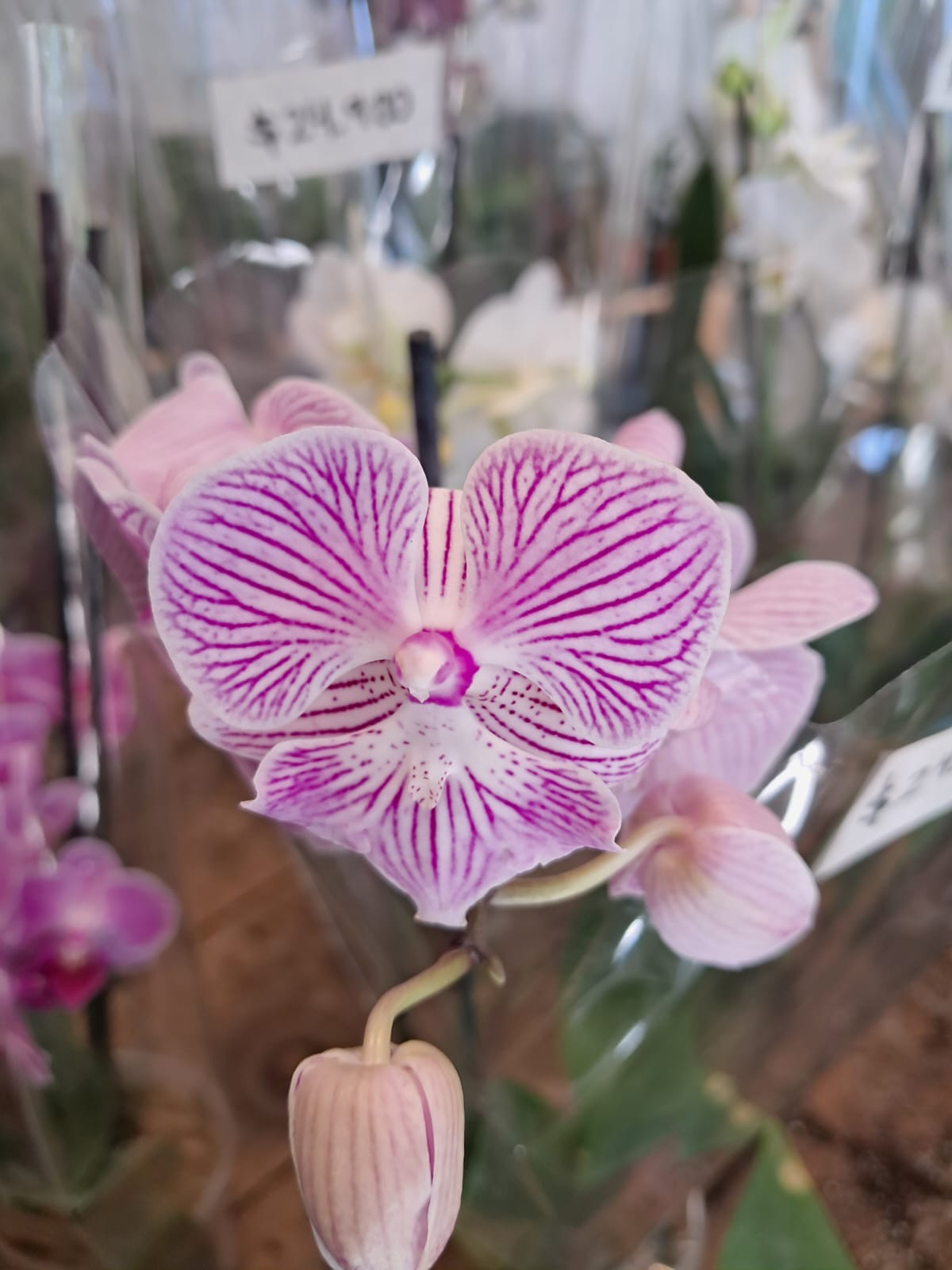 Orquidea Phalaenopsis