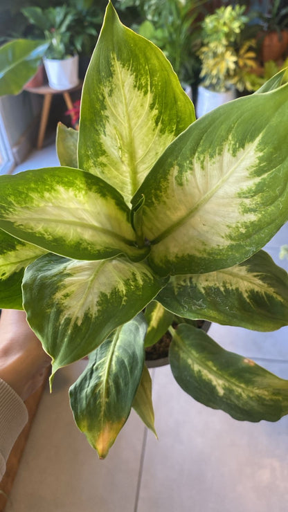 Dieffenbachia
