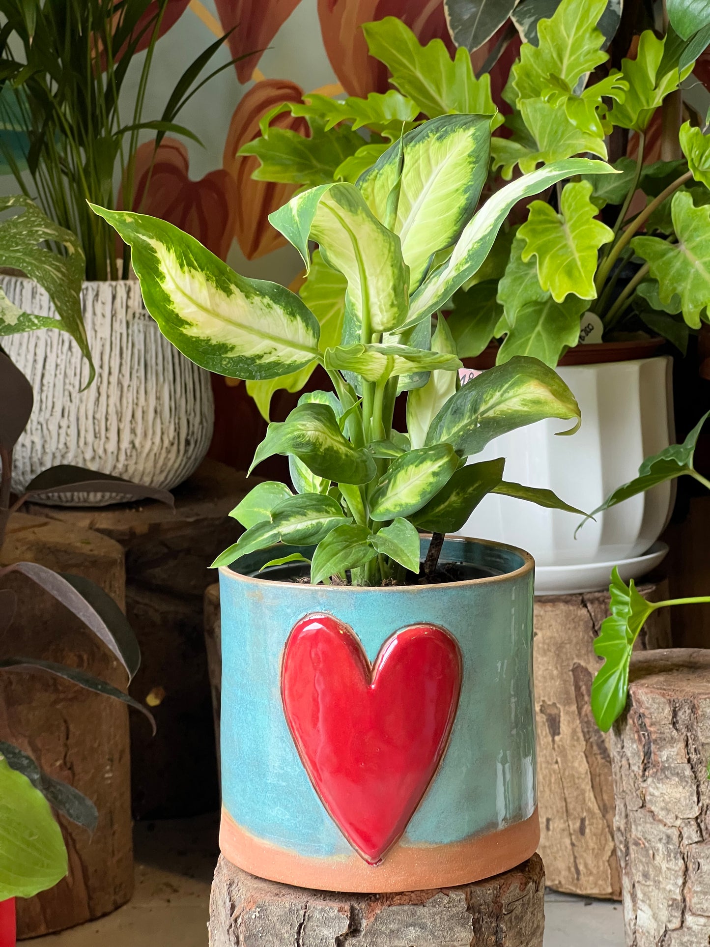 Dieffenbachia