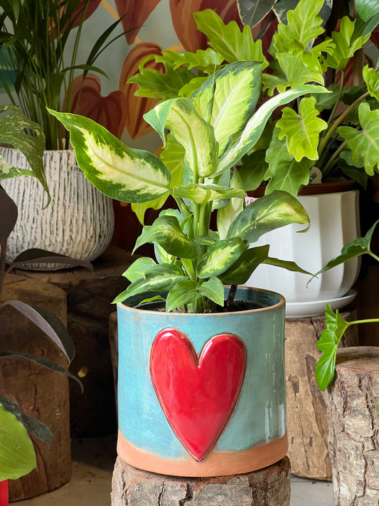 Dieffenbachia