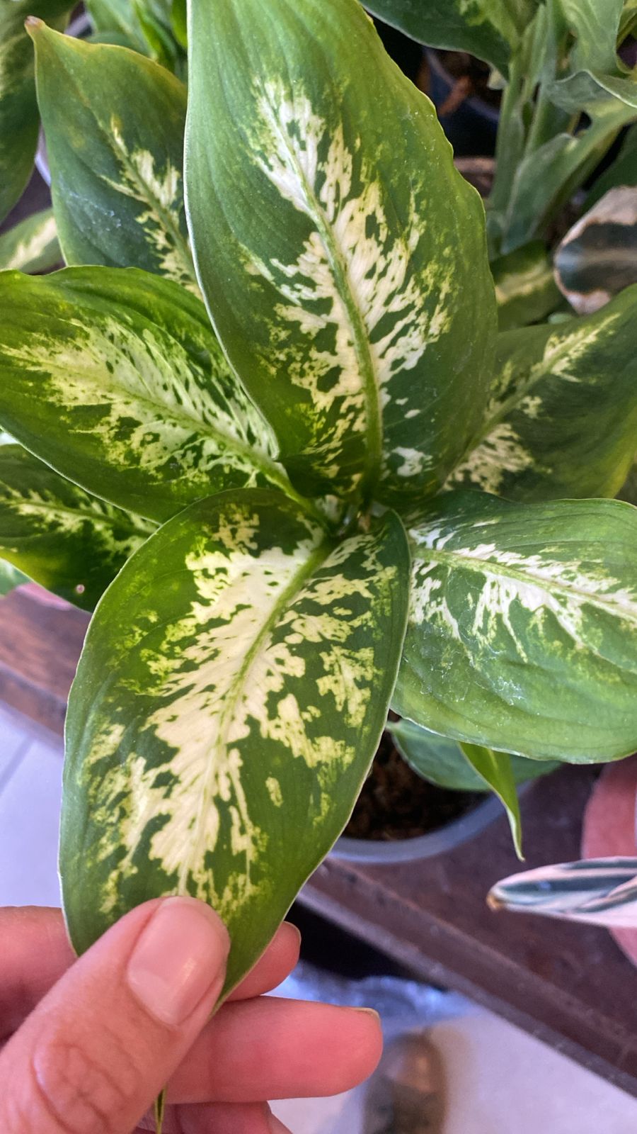 Dieffenbachia