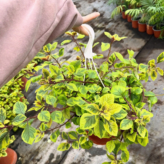 Dolar Variegado