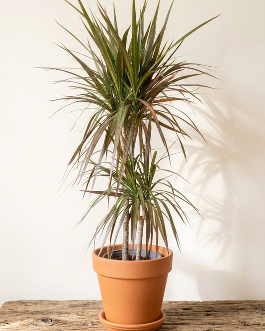 Dracena Colorama