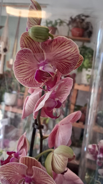 Orquidea Phalaenopsis