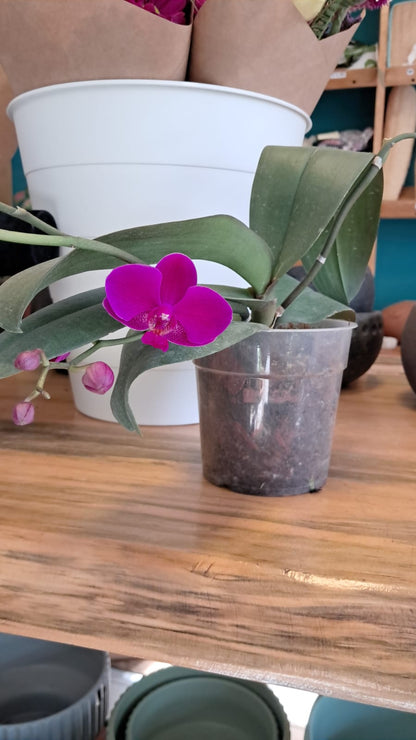 Orquidea Phalaenopsis
