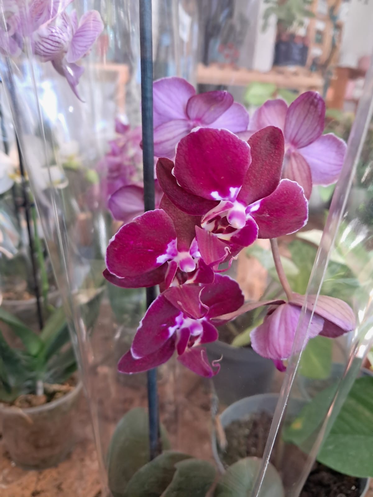 Orquidea Phalaenopsis