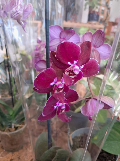 Orquidea Phalaenopsis