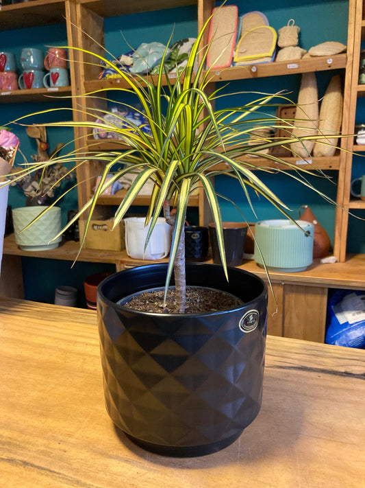 Dracena Golden