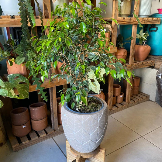 Ficus Benjamina Bonsai